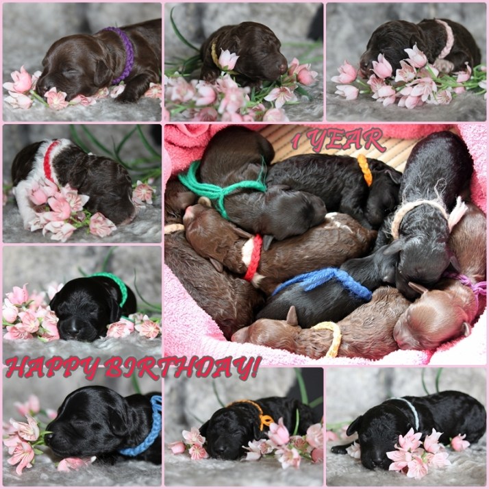 Happy First Birthday tekst