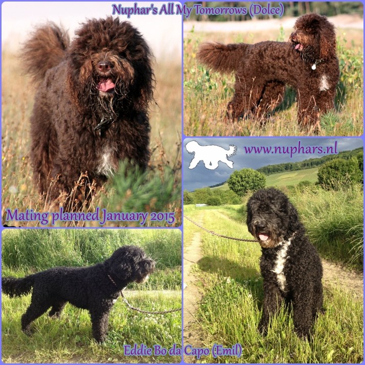 Nestaankondiging met logo