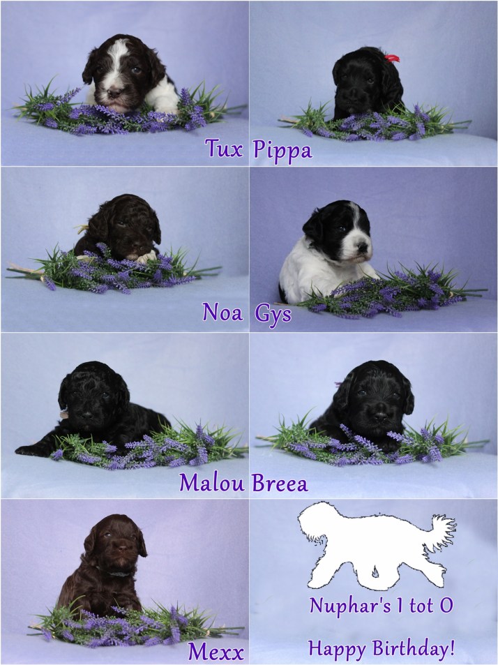 I tot O 1 jaar klein