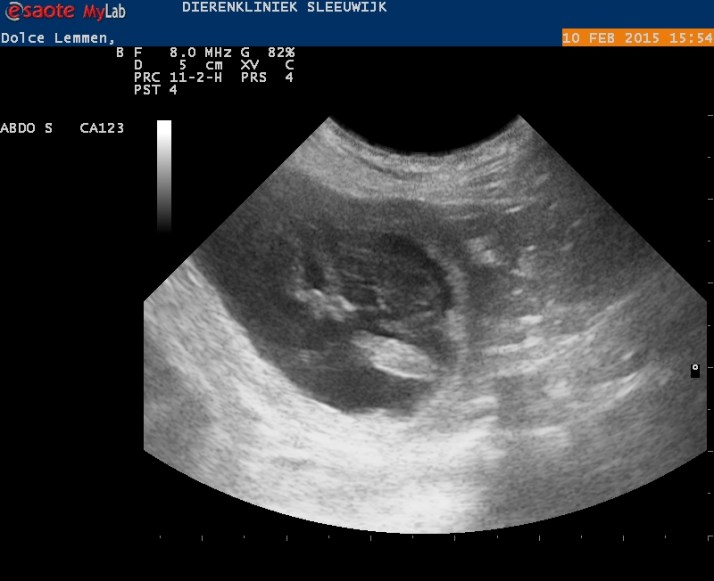 Dolce_Lemmen_20150210155327_1554220