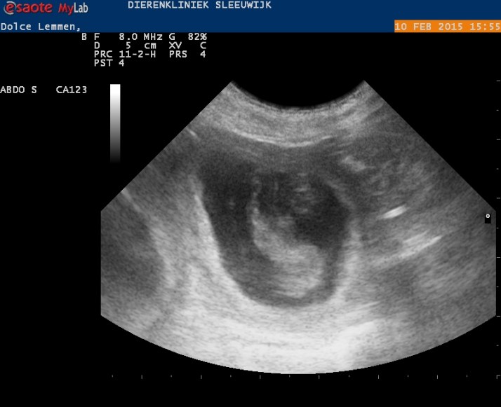 Dolce_Lemmen_20150210155327_1555050