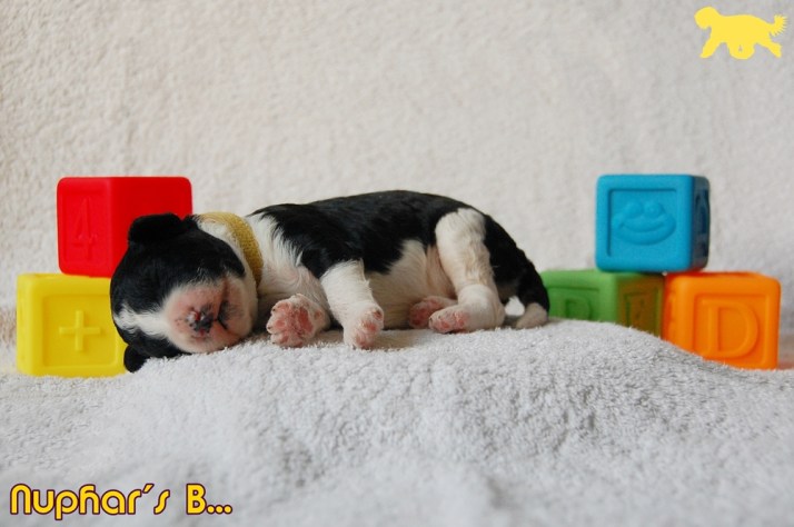 Blog Portret B DSC_0759