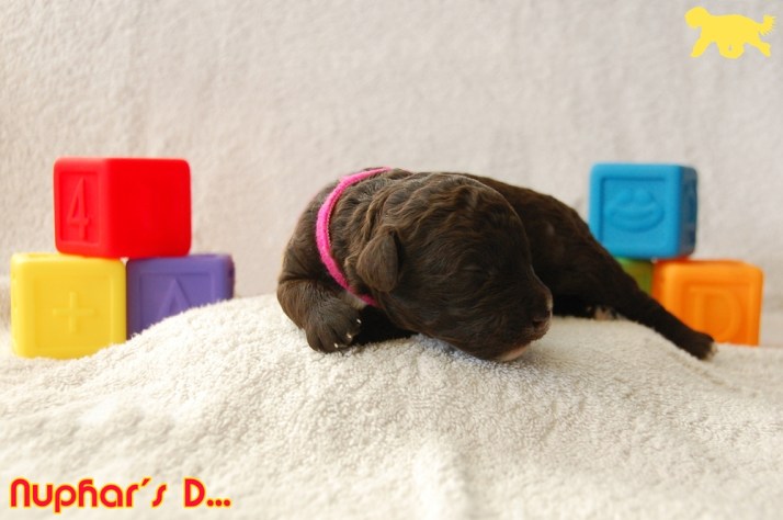 Blog Portret D DSC_0670