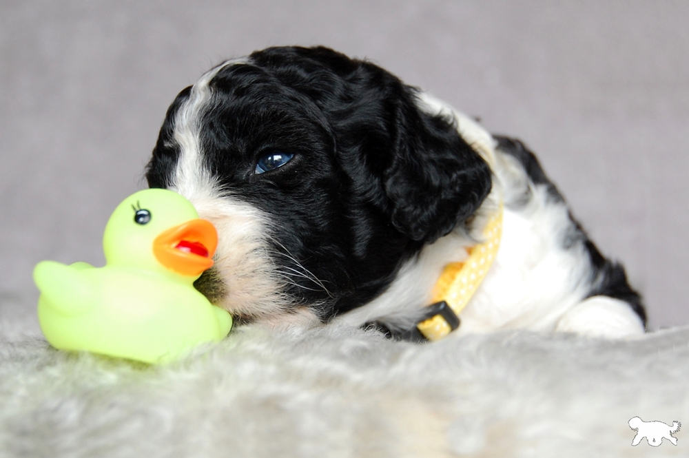 Blog DSC_0729 aangepast