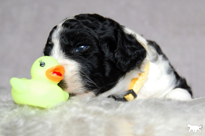 Blog DSC_0729 aangepast