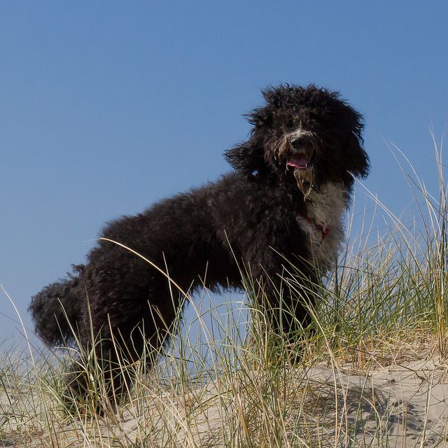 12512396_1712108865714697_2053383968760324570_n