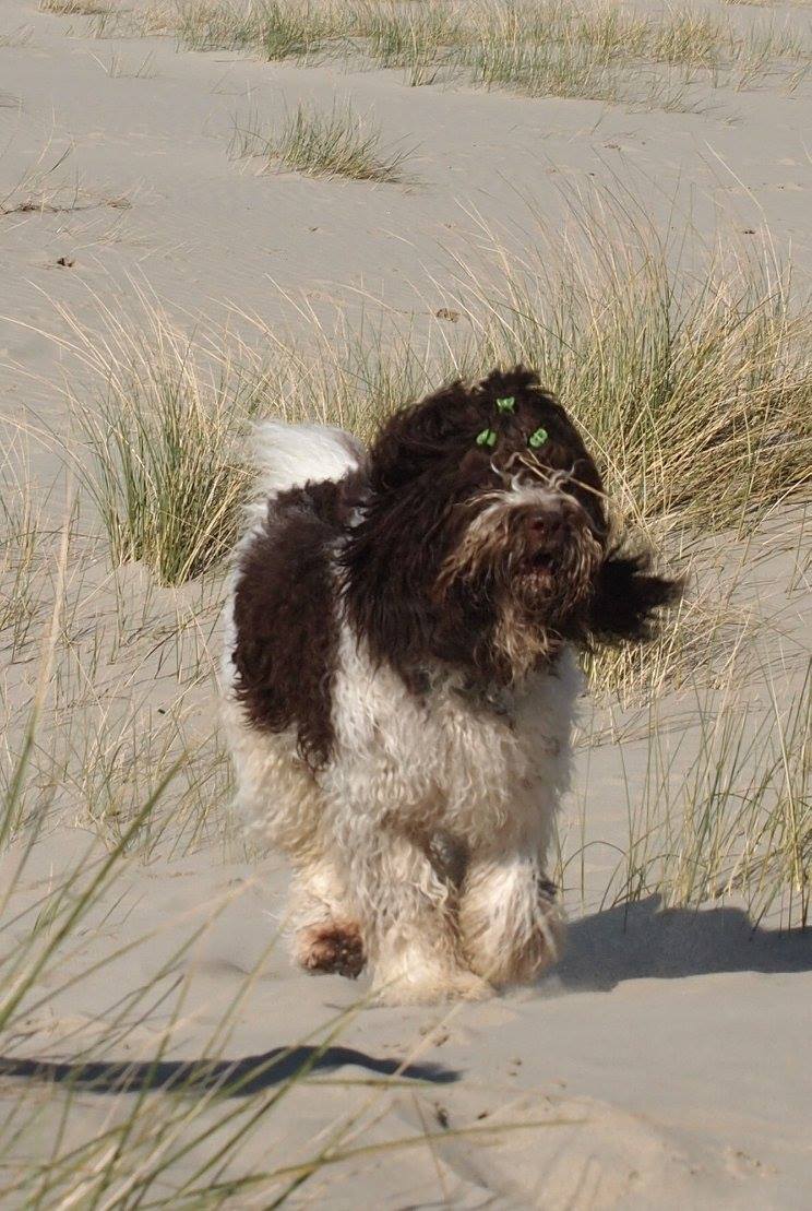 12819229_857264311050096_7534398963403541456_o