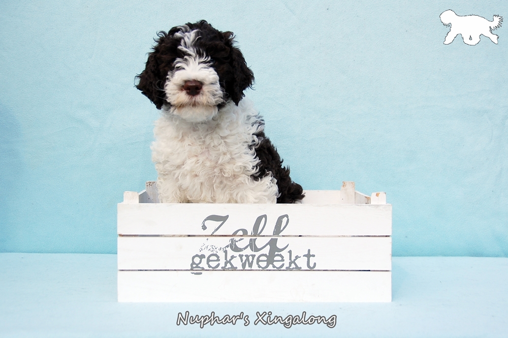 Blog Logo met tekst Portret X