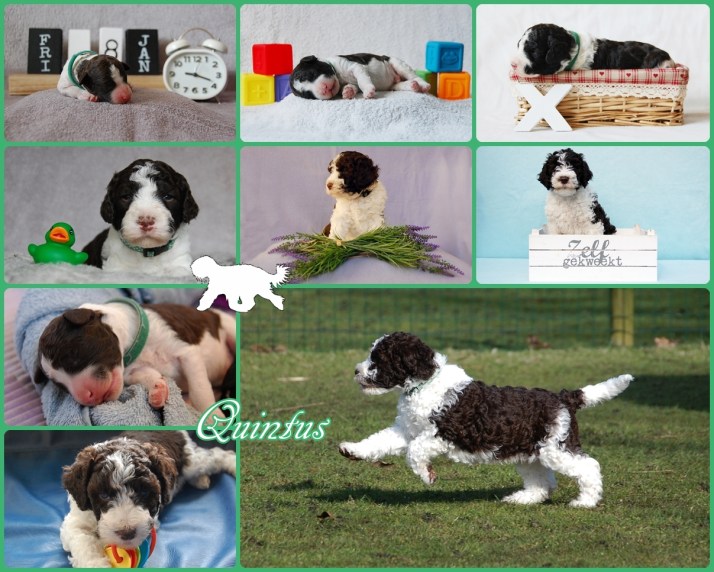 Logo Collage Quintus