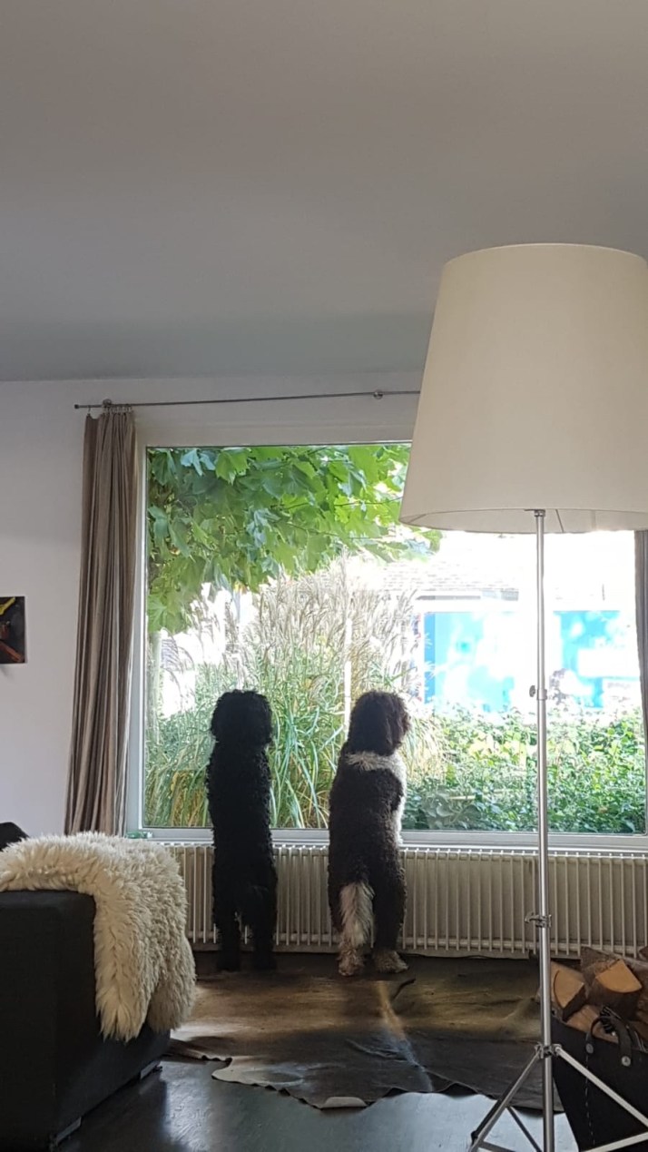 da5a591a-02dc-40a1-acf6-1e1a177be573