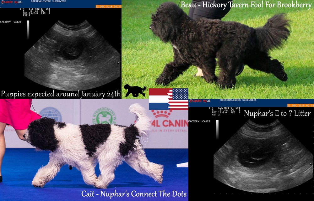 Blog Puppies expected tekst