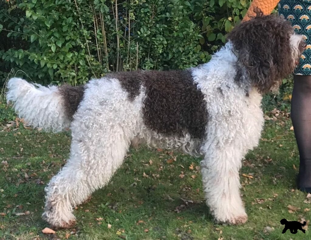 Deze afbeelding heeft een leeg alt-atribuut; de bestandsnaam is logo-patou.jpg